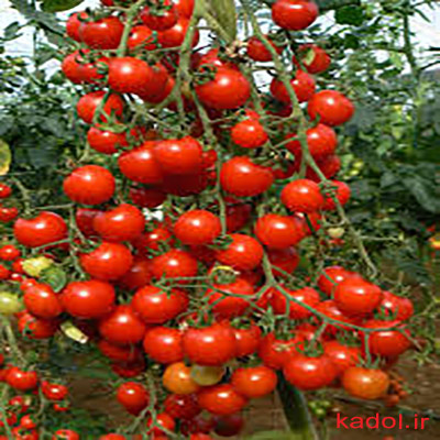 کاشت گوجه گیلاسی